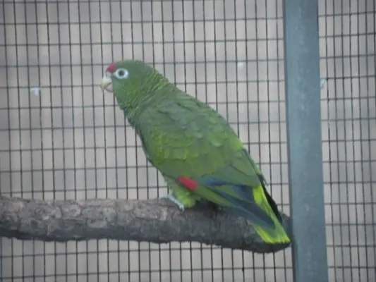 File:Amazona tucumana -Loro Parque -Spain-6a.jpg