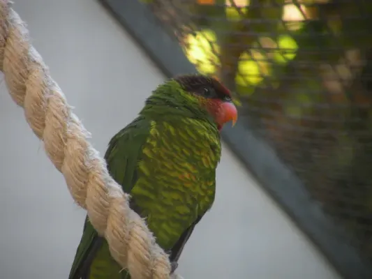 File:Trichoglossus johnstoniae -Loro Parque -Spain-6a.jpg