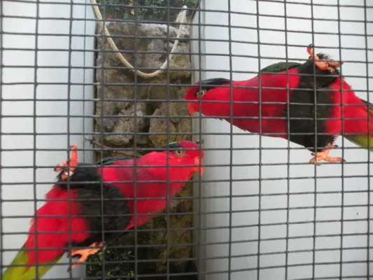 File:Charmosyna papou -Loro Parque -Spain-6b.jpg