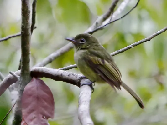 File:Rhynchocyclus olivaceus - Olivaceous flatbill; Linhares, Espiritu Santo, Brazil.jpg
