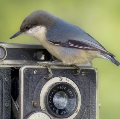 File:Joy of Photography - Sitta pygmaea (cropped).jpg