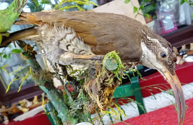 File:Female Paradise Riflebird (Ptiloris paradiseus), Toowoomba area, East Australia.jpg