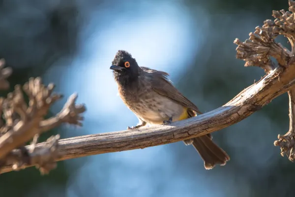 File:African red-eyed bulbul (Pycnonotus nigricans) 2.jpg
