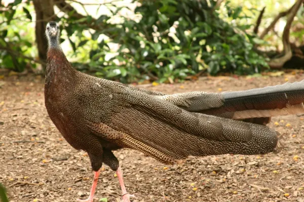 File:Argusianus argus -San Diego Zoo-8a.jpg