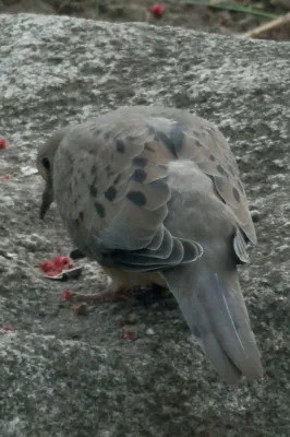 File:Mourning Dove (Zenaida macroura) - Guelph, Ontario 01.jpg
