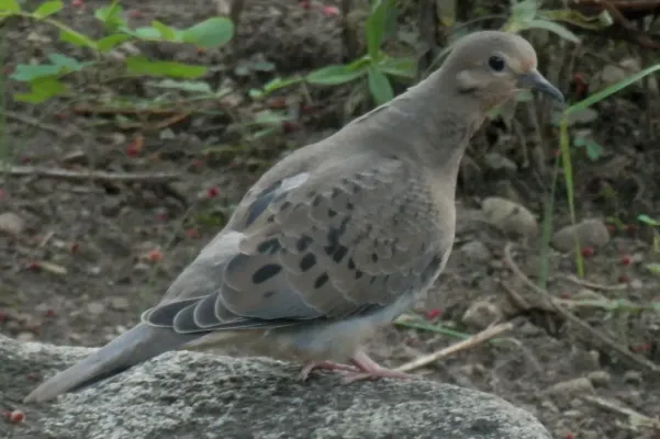 File:Mourning Dove (Zenaida macroura) - Guelph, Ontario 02.jpg