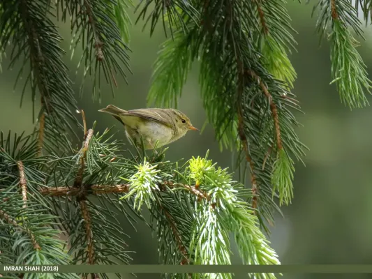 File:Brooks's Leaf Warbler (Phylloscopus subviridis) (28954134147).jpg