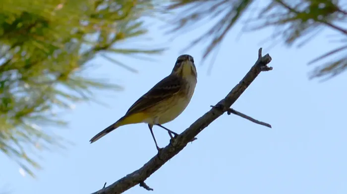 File:Palm Warbler (Setophaga palmarum) - Killarney, Ontario 03.jpg
