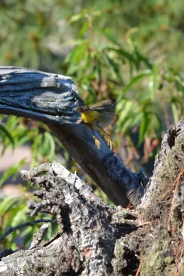 File:Palm Warbler (Setophaga palmarum) - Killarney, Ontario 04.jpg