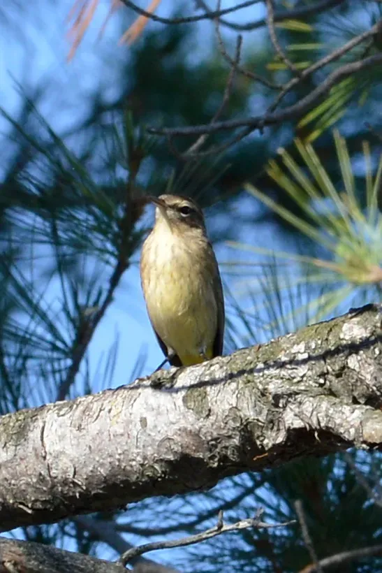 File:Palm Warbler (Setophaga palmarum) - Killarney, Ontario 05.jpg