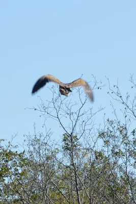 File:American Bittern (Botaurus lentiginosus) - Killarney, Ontario.jpg