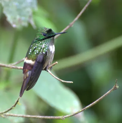File:Lophornis chalybeus 1.jpg