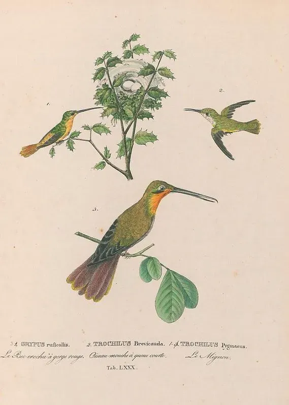 File:Ramphodon naevius Calliphlox amethystina Phaethornis ruber.jpg