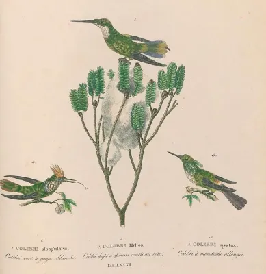 File:Leucochloris albicollis Lophornis magnificus Lophornis chalybeus.jpg