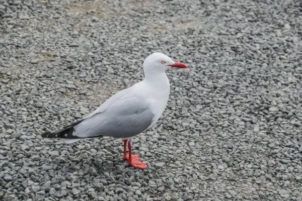 File:Chroicocephalus novaehollandiae at Hot Water Beach 02.jpg