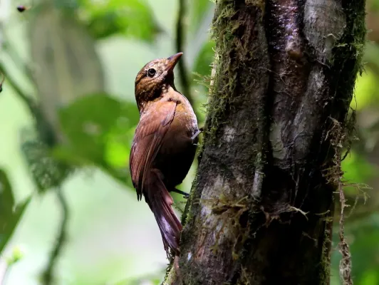 File:Thripadectes ignobilis - Uniform treehunter; Cerro Montezuma, Risaralda, Colombia.jpg