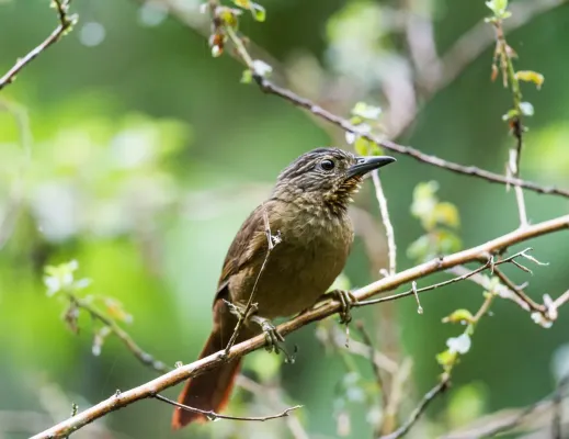File:Thripadectes melanorhynchus - Black-billed Treehunter.jpg