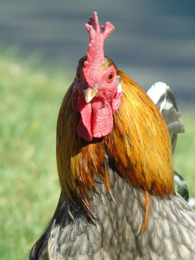 File:Gallus gallus domesticus (Parque Quevedo).006 - Leon.jpg