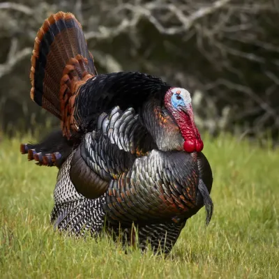 File:Male wild turkey (Meleagris gallopavo) strutting.jpg