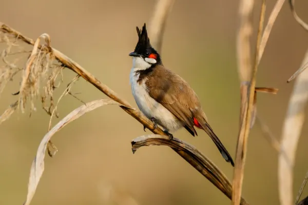 File:Red whiskered Bulbul (Pycnonotus jocosus).jpg