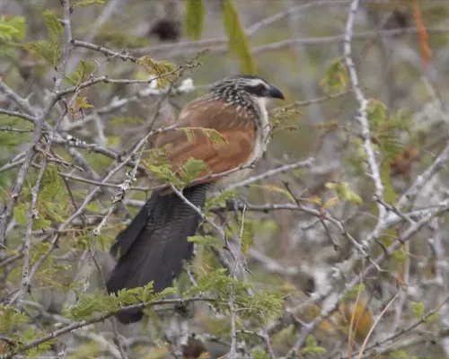 File:White browed coucal Centropus superciliosus 1.jpg