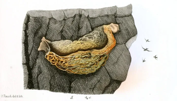 File:Beitrag zur fauna Centralpolynesiens. Ornithologie der Viti-, Samoa- und Tonga-inselnPl14, 5, Aerodramus spodiopygius.jpg