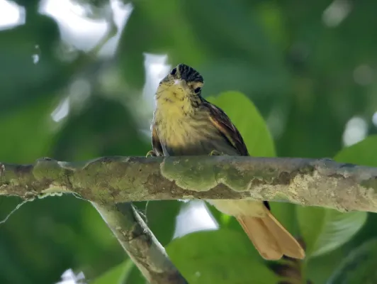 File:Automolus subulatus - Striped woodhunter; Xapuri, Acre, Brazil.jpg