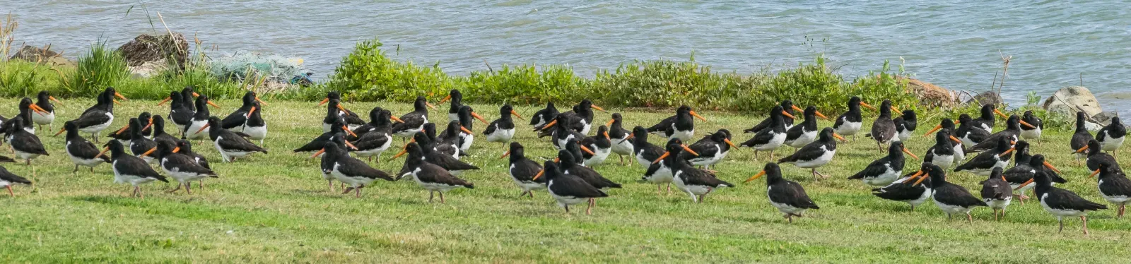 File:Haematopus finschi at Firth of Thames 03.jpg
