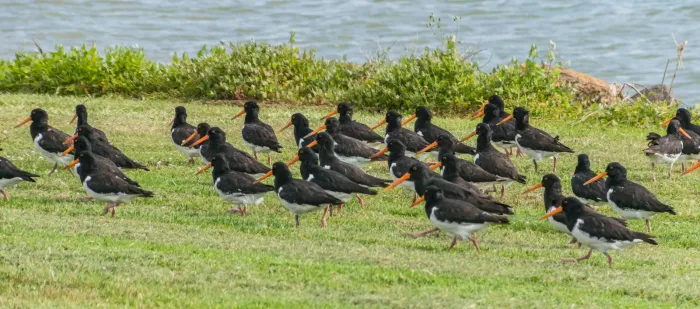 File:Haematopus finschi at Firth of Thames 01.jpg