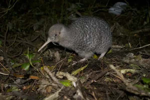 File:Little-spotted kiwi (Apteryx owenii).jpg
