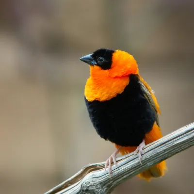 File:Euplectes orix 5 Luc Viatour.jpg
