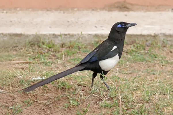 File:Maghreb magpie (Pica mauritanica).jpg