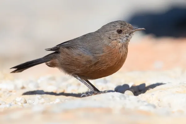 File:Origma solitaria 2 - Wattamolla.jpg