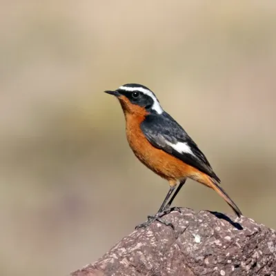 File:Moussier's redstart (Phoenicurus moussieri) male.jpg