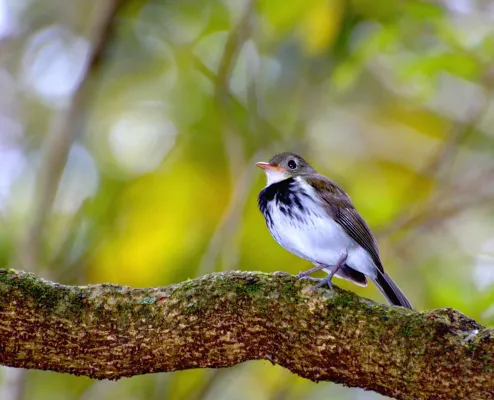File:Corythopis delalandi.jpg