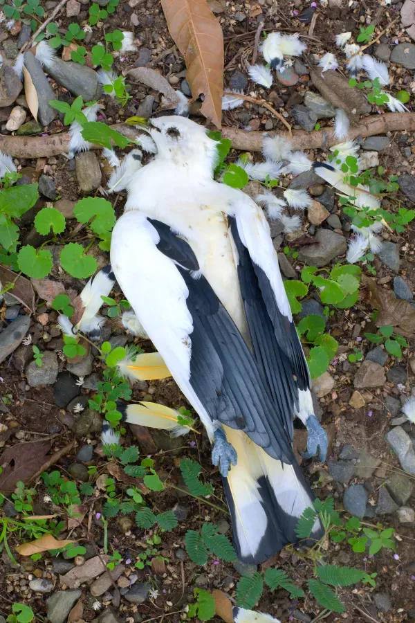 File:Ducula spilorrhoa (Torresian pigeon).jpg