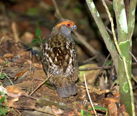 File:Odontophorus capueira back.jpg