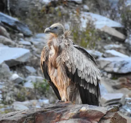 File:Himalayan Griffon (Gyps himalayensis).jpg