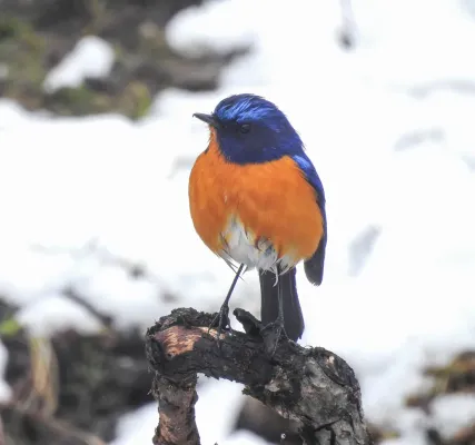 File:Rufous-breasted Bush Robin (Tarsiger hyperythrus).jpg