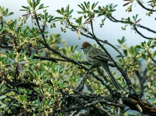 File:Leptasthenura pileata - Rusty-crowned Tit-Spinetail.jpg