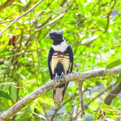 File:Aviceda leuphotes, black baza.jpg