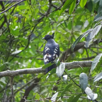 File:Aviceda leuphotes, black baza 2.jpg