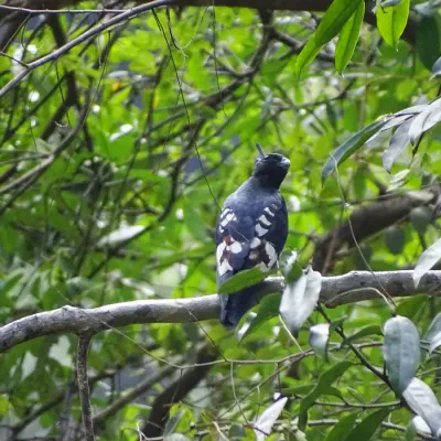 File:Aviceda leuphotes, black baza 3.jpg