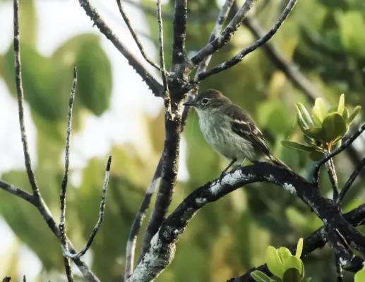 File:Elaenia ruficeps - Rufous-crowned Elaenia.jpg