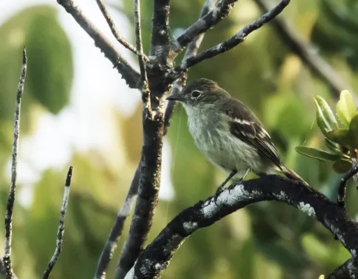 File:Elaenia ruficeps - Rufous-crowned Elaenia (cropped).jpg