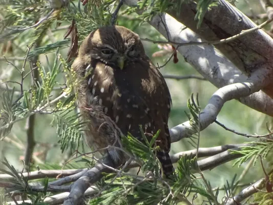 File:Chile, Quilpué, Glaucidium nana (47522279702).jpg