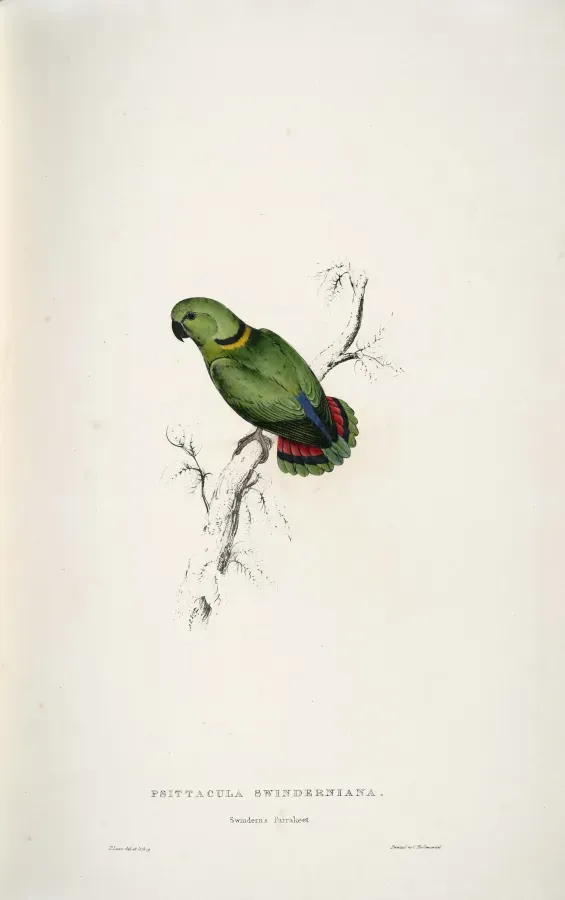 File:Agapornis swindernianus (Black-collared Loverbird) by Edward Lear.jpg