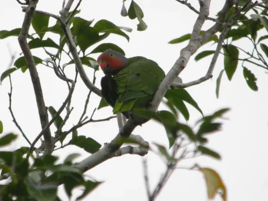 File:Geoffroyus geoffroyi -Papua New Guinea-6.jpg