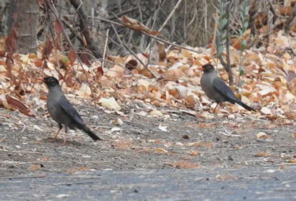File:Indian Blackbird Turdus simillimus by Dr. Raju Kasambe DSCN0094 (4).jpg