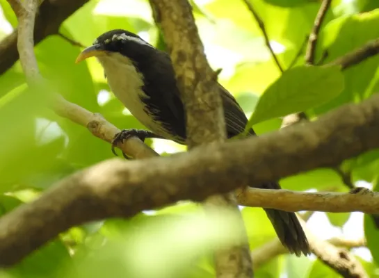 File:Indian Scimitar Babbler Pomatorhinus horsfieldii by Dr. Raju Kasambe DSCN0133 (1).jpg